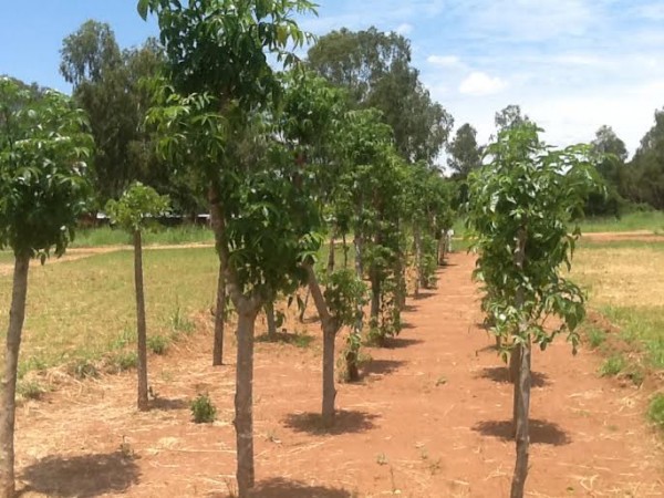 Trees planted ready for Chigafa Chamoyo