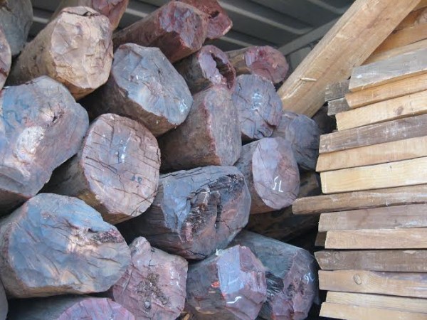 Tsanya logs impounded