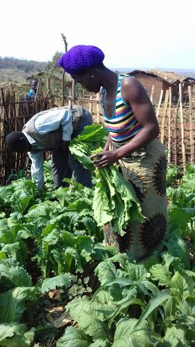 Village Headman Chatotoweka and his wife picking vegetables in one of the Victory Garden