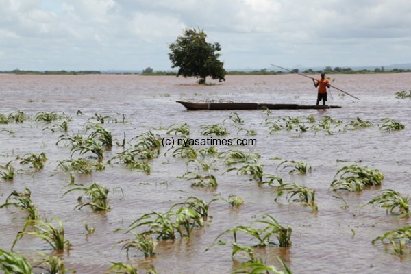 Widespread floods destroy crops .-Photo by Jeromy Kadewere, Nyasa Times