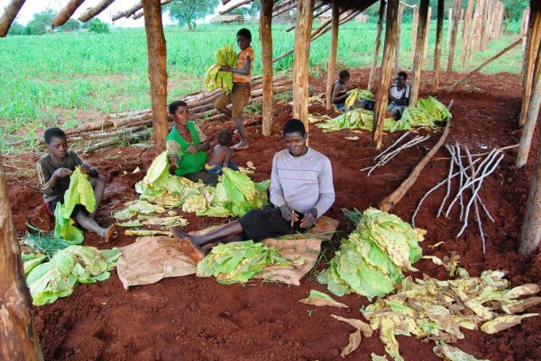 Working in Malawi tobacco estates