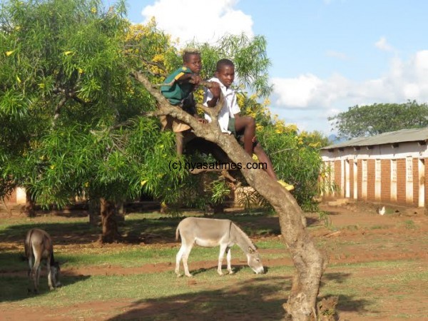 Young kids enjoy the action from a tree