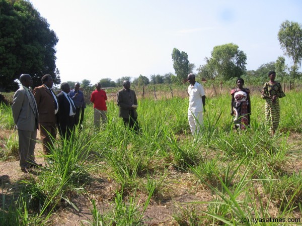 Authorities site seeing  livestock garden of one  of the dairy farmers.-Photo by Tiwonge Kuwmenda, Nyasa Times