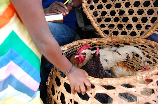 ARVs used for fattening chickens in Thyolo and Mulanje