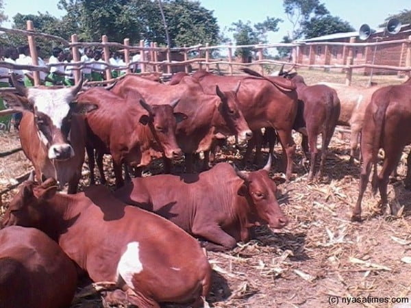 Cows distributed in Nkhotakota