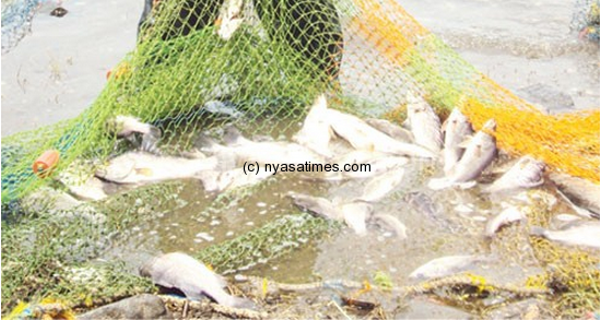 Bigger nets should be used, fishers urged