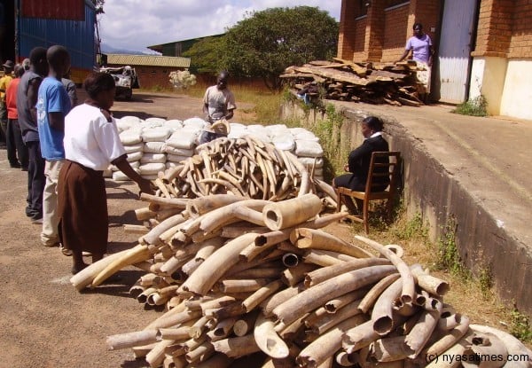 Impounded ivory in Malawi