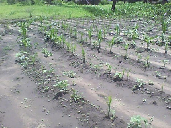 Maize field in Ndembo Village attaked by army worms