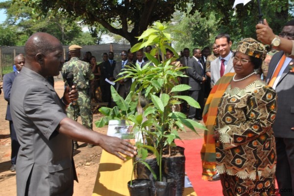 President Joyce Banda (left) being brief about the mango and banana plantations