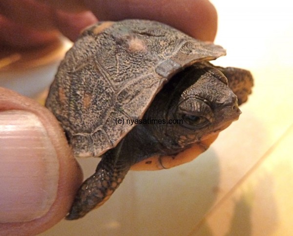 Turtles being smuggled out of Malawi