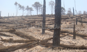 Malawi’s Viphya forest plantation gutted by fire during the dry season, but traditional leaders in the area are now working to help curb fires and their climate-changing emissions. –Photo credit ALERTNET/Karen Sanje