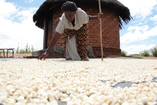 80 Year Old Ripsaw Manonge goes through her meager harvest in Buhera Zimbabwe.-Photo/Tsvangirayi Mukwazhi, Unicef)