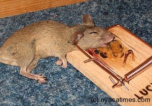 Mousetrap with mouse (Photo credit: Wikipedia)