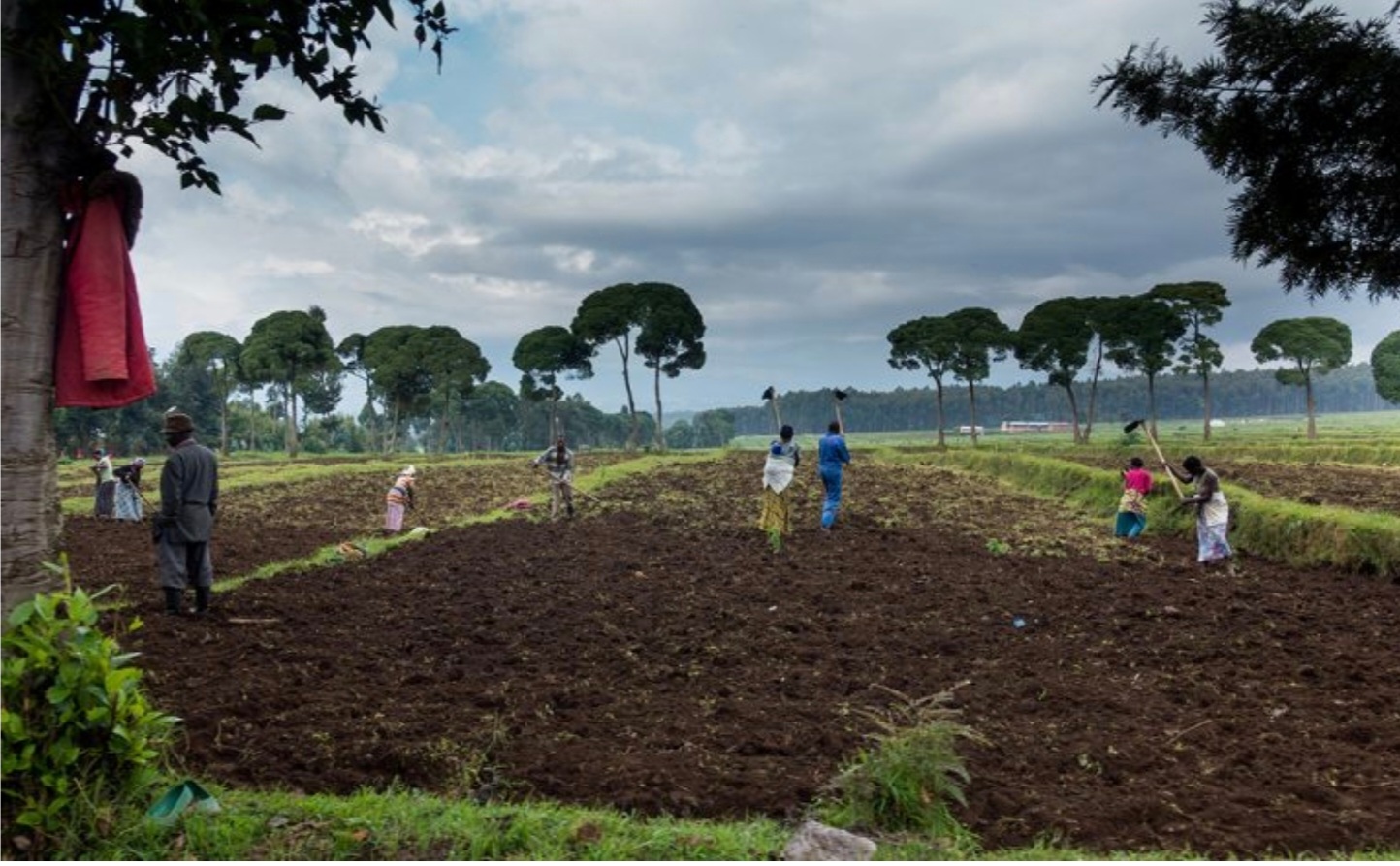 Malawi: Government invests $1 million in national seed plan