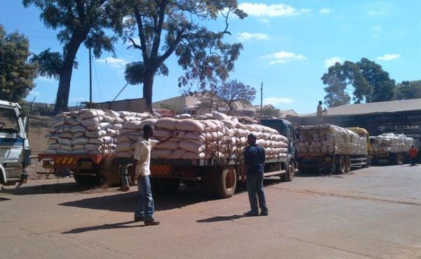 Some of the trucks carrying maize  ready for offloading. Pic by Linda Likomwa