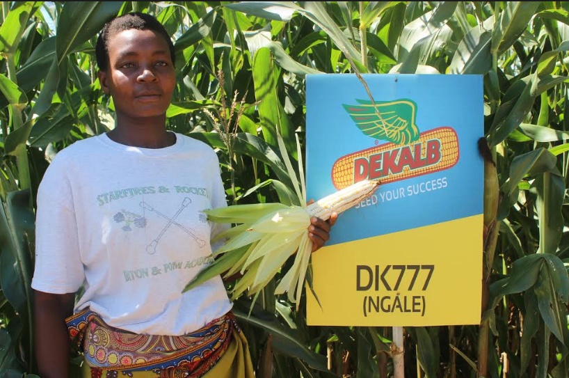 Monsanto introduces new maize seed DK 777Ngale Malawi Nyasa Times News from Malawi about Malawi