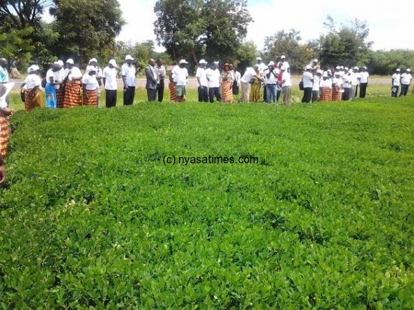 Farmer representatives from Malawi, Swaziland, Zambia and Zimbabwe admiring groundnuts field